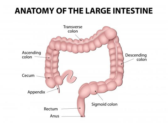 Anatomy of large intestine
